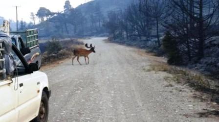 Το γύρο του Διαδικτύου κάνει μία από τις πιο θλιβερές εικόνες της φωτιάς στη Ρόδο