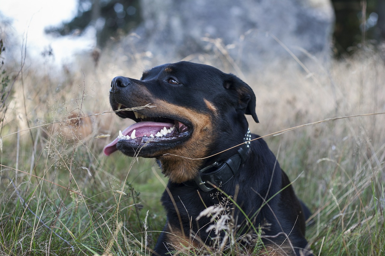 Γερμανία: Θυμωμένοι Rottweiler «κατασπάραξαν» αυτοκίνητο