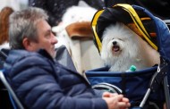 Γερμανία: Πάνω από 31.000 διαγωνιζόμενοι στο World Dog Show