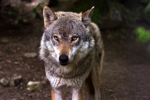 Αυξάνεται συνεχώς η εμφάνιση λύκων στη Γερμανία