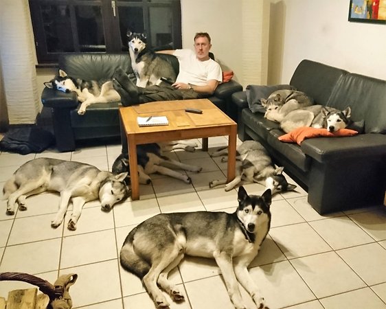 Γερμανία: Ζευγάρι κρατάει δέκα Huskies στο σπίτι του (φωτογραφίες)