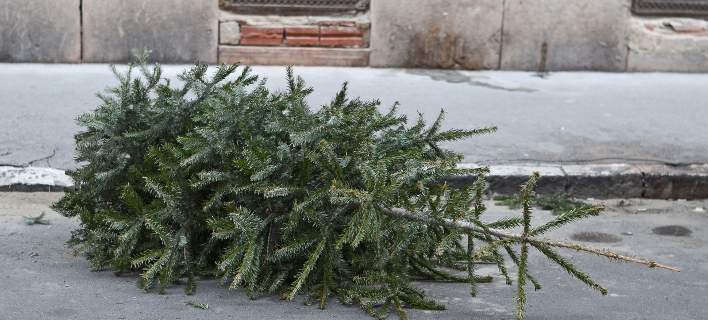 Στη Γερμανία κάνουν τα χριστουγεννιάτικα δέντρα ακόμη και τροφή για... ζώα