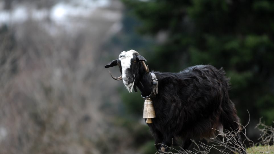 Γερμανός επιστήμονας εμπνεύστηκε από τις κρητικές... κατσίκες για να φτιάξει κάτι νέο και συναρπαστικό